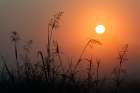 Tall grass stems silhouetted on foggy sunrise, Oldham County, Kentucky Art Print